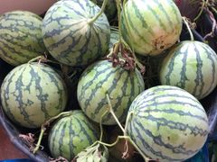 -南汇新场正宗水蜜桃采摘