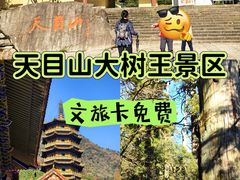 -天目山大树王景区