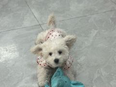 -贝康宠物医院·犬猫全科·小动物特色诊疗中心(东环路店)