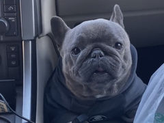 -萌宠之家·腊肠犬·马尔泰·小体犬舍
