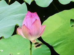 -荔湾湖公园