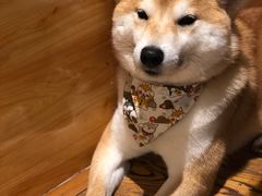 -柴务处·柴犬主题狗咖