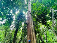 -中国科学院西双版纳热带植物园