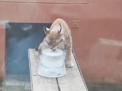 -青藏高原野生动物园