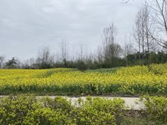 -合肥滨湖国家森林公园