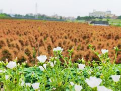 -隔田烧鸡