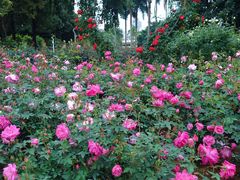 -人民公园(罗湖区)