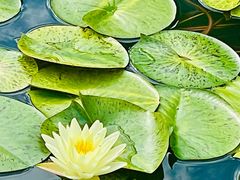 -国家植物园南园
