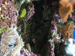 海珊瑚主题餐厅(湛江店)-御唐府海珊瑚主题餐厅