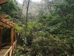 -大岭沟猕猴桃谷风景区