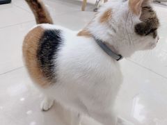 -美联众合动物医院(·中兽医·疑难杂症·严家桥分院)