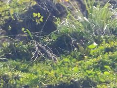 -雁荡山三折瀑景区