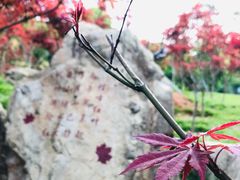 -广州市帽峰山景区