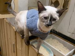 -猫色咖啡·猫咖