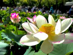 -莲花池公园