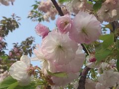 android_upload_pic-高东镇樱花园