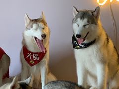 -Husky Go! 哈士奇体验馆·宠物咖啡厅狗咖