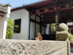-白鹿洞书院