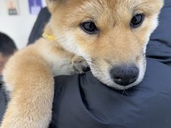 -美联众合动物医院·24h京西诊疗中心