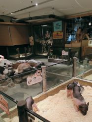 -造物庄园 萌宠纪(苏州湾歌林公园店)