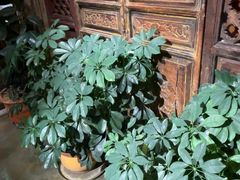 -慢丽江·云南野生菌土鸡锅(付家庄店)