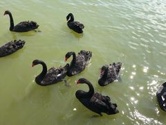 -武清南湖绿博园