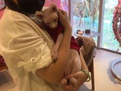 -藏猫猫咖啡主题馆(中央大道店)