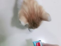 -子乐宠物医院