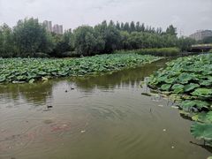 -前关湿地公园