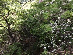 -阳台山自然风景区