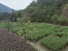 -广州市流溪河国家森林公园