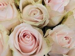 -静岸花卉园艺(三星坊店)