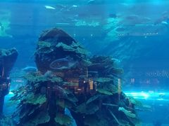 -迪拜水族馆及水下动物园