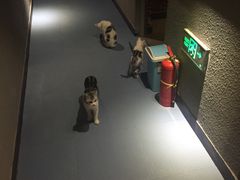 -AOE 火焰 剧本密室狼人杀