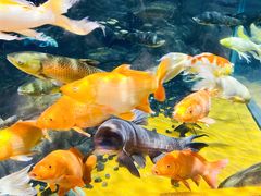 -上海海洋水族馆