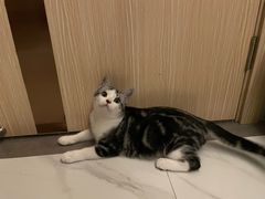 -lincat·猫舍(广州店)