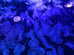 -海合安成都极地海洋公园
