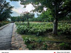 -顾村公园