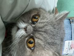 -北京观赏动物医院·24小时大型综合·猫专科·异宠专科