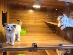 -猫十亿·布偶金渐层·曼基康矮脚猫舍(青年路店)