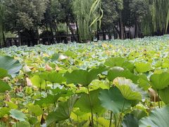 -四川大学(望江校区)