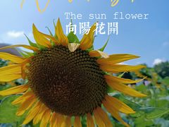 -百万葵园