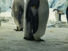 -帝企鹅自助餐厅•儿童岛•真企鹅(长隆企鹅酒店)