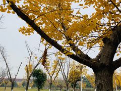 -龙潭水乡