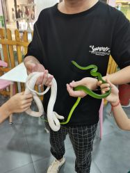 -Moni星球萌宠·小马宝莉·灵蛇·高端高阶全萌宠互动体验俱乐部(红豆国际广场店)