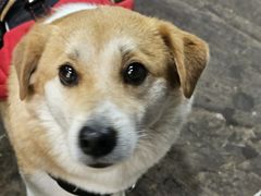 -桃源山庄·摘樱桃·柴火鸡·烧烤团建(龙泉山店)