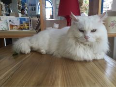 Anne猫窝咖啡屋-Anne猫窝咖啡屋