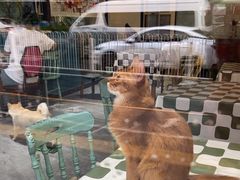 -猫小院猫主题餐厅(南锣旗舰店)