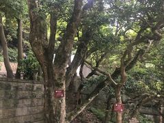 -普陀山慧济禅寺