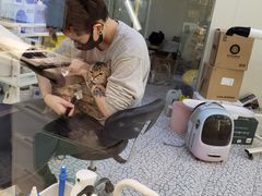 -momokira米努特·德文卷毛猫·棉花面纱犬